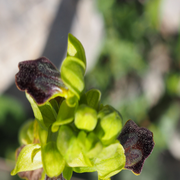 ZZ - Hybride Ophrys forestieri X Ophrys marmorata
